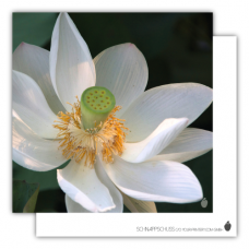Postkarte | Weiße Seerose